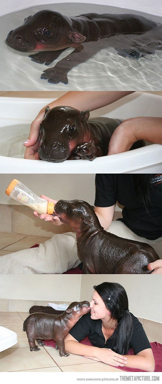 Harry the baby hippo! Are you kidding me!?! Baby hippo kisses! WTH I want baby h