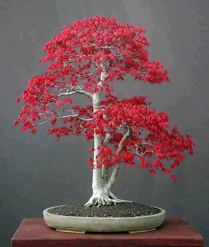 Japanese Red Maple Bonsai Tree Seeds Grow Your Own by CheapSeeds, $4.99