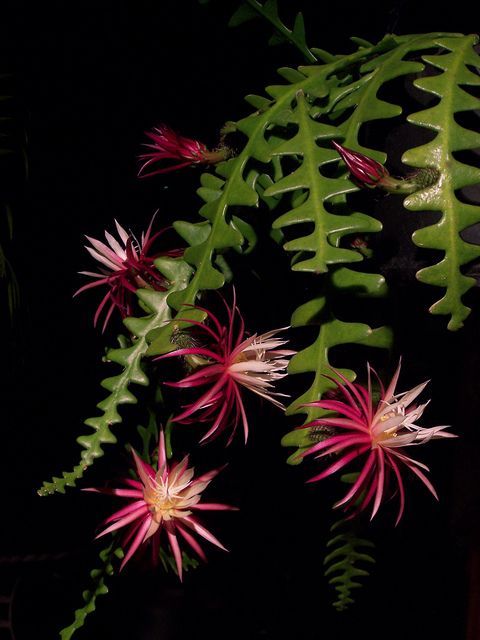 Jungle cactus Selenicereus… They open just before sunset and later have a very