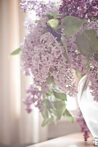 Lilacs. My mother has a HUGE bush of this in her front yard! I LOVE the smell th