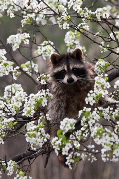 Racoon-reminds me of the one who came to my open slider late one hot evening. He
