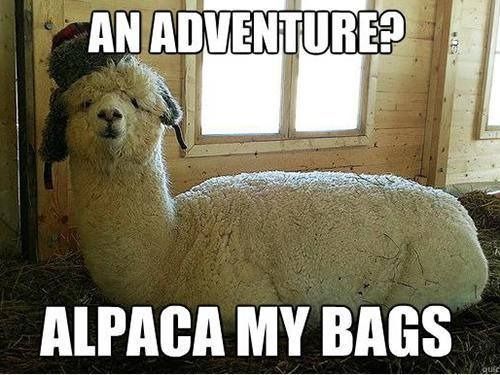 The funniest animal puns Ewe will ever see hahah