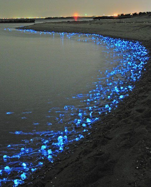 The glowing firefly squid of Toyama, Japan ~ stunning