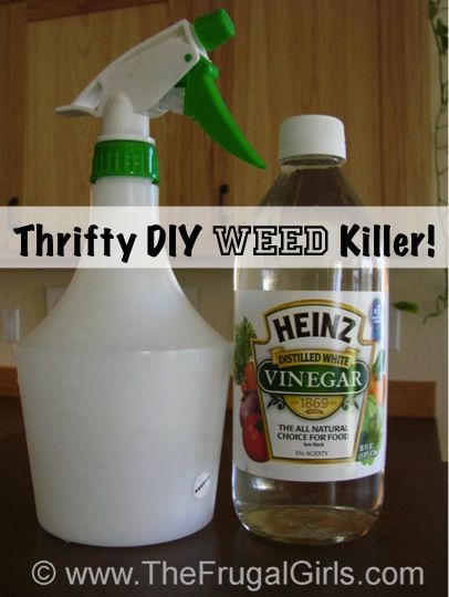 Thrifty DIY Weed Killer Trick!  Just put undiluted vinegar in a spray bottle, sp