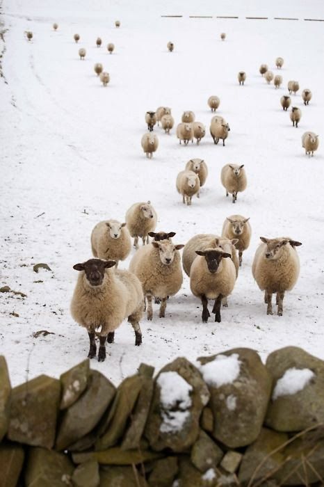 Winter sheep – Bet theyre glad theyre wearing wool coats!