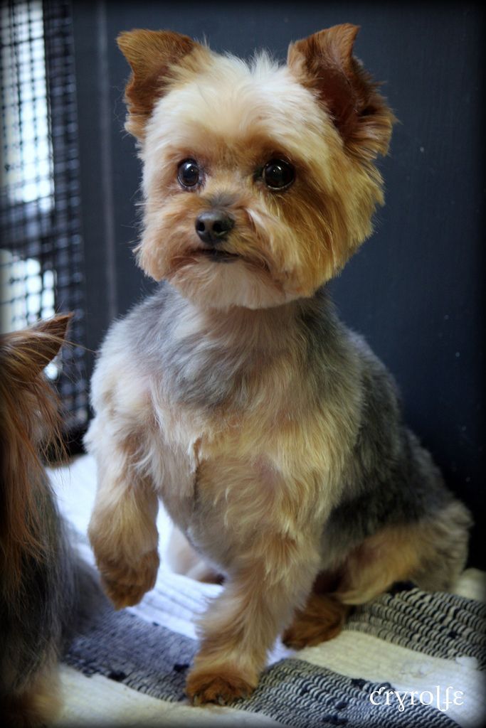 yorkie terrier dog grooming haircut pictures cryrolfe | dogs