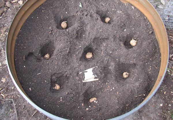 4 Simple Steps to Grow a Hundred Pounds of Potatoes in a Barrel