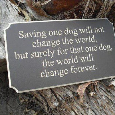 Adopt a dog– It will not only change his/her life but it will change yours too!
