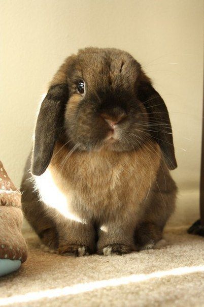 Adorable Lop-Eared Bunny | Pinned from where is my mind?