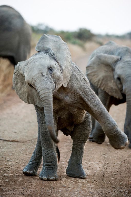 Baby elephant showing off…captured my heart
