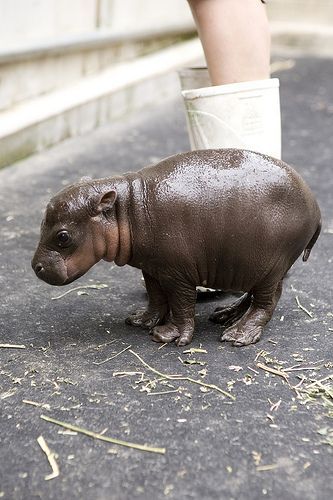 Baby Pygmy Hippo.  Native to Nigeria.  Less than 3000 in the wild. theres about