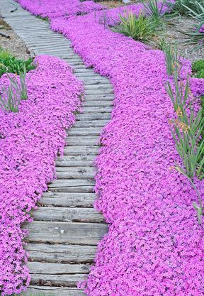 Beautiful Garden Pathways….omg, this is incredible!!!! would looooove to know
