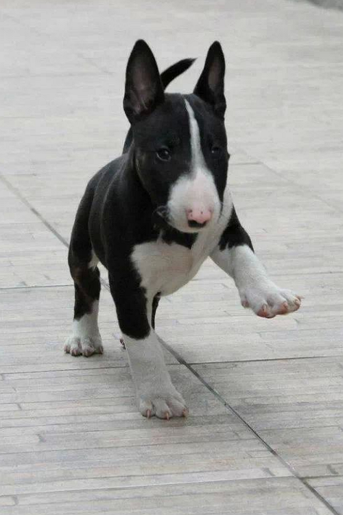 Bull Terrier pup. Dont see them much but would love one!