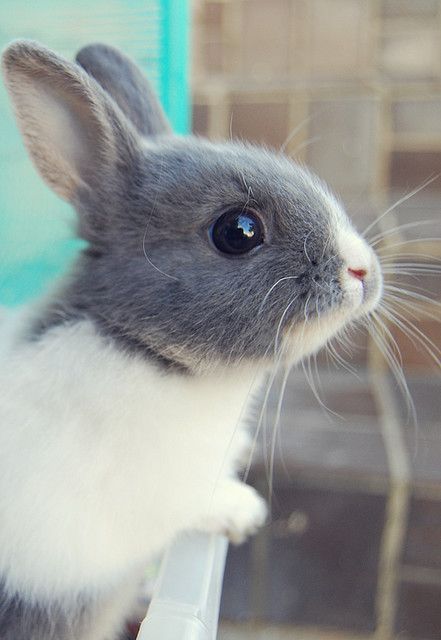 bunny!