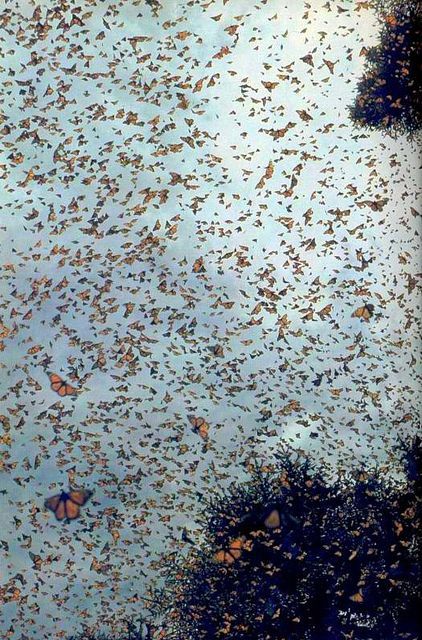 butterfly migration in Mexico. This reminds me of one time when I was little I w
