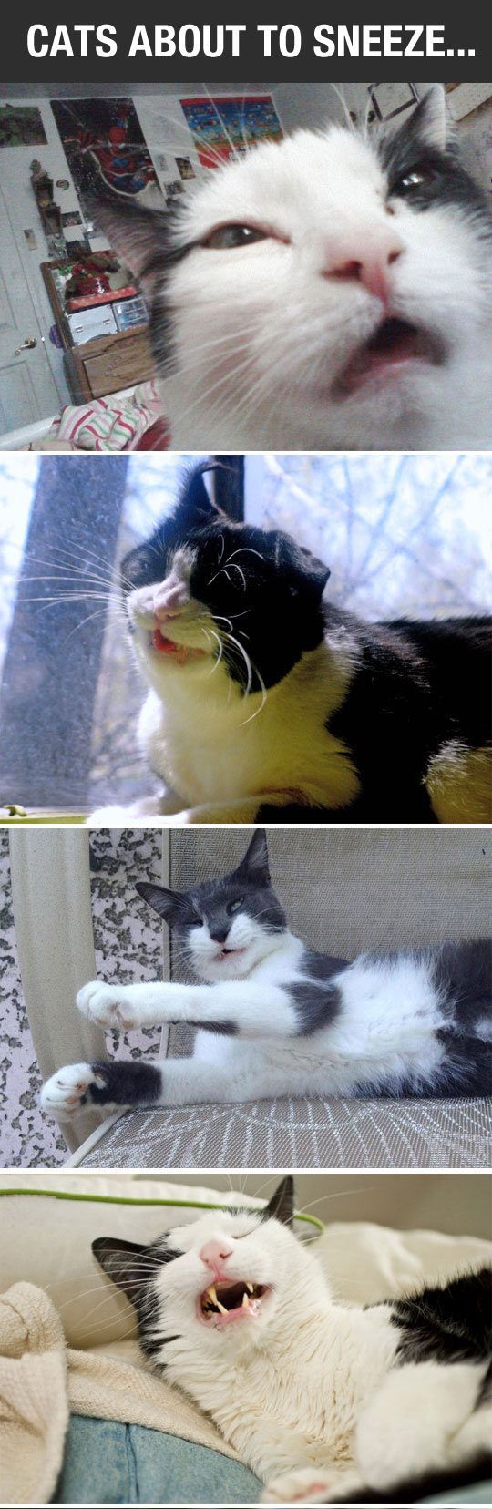 Cats about to sneeze These pictures are everything! LOL!!