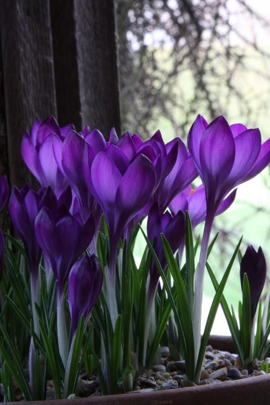 crocus – spring has arrived  **I place these bulbs in a shallow dish, pointy sid