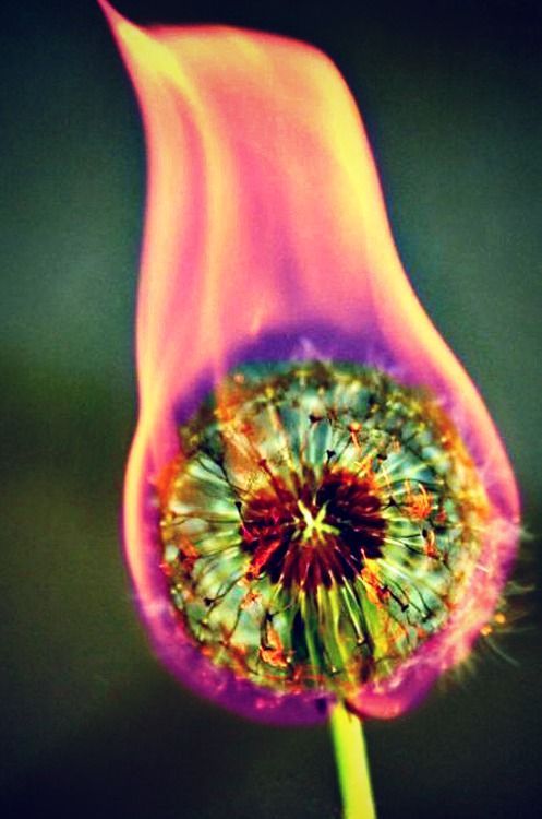Dandelion on fire. Bucket list for this summer… It burns all different colors!