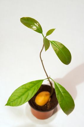 Directions for Planting Avocado Seeds