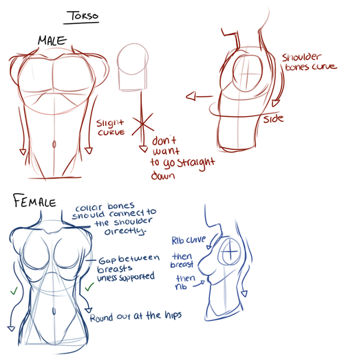 Drawing Tips – because I am terrible at drawing the male figure