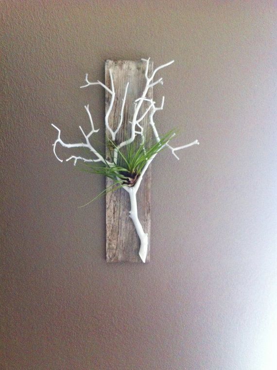 Gray Stained Barn Wood, with Coral White Branch, Air Plant Holder and Wall Hangi
