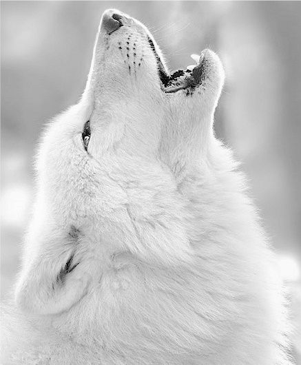 howling white wolf