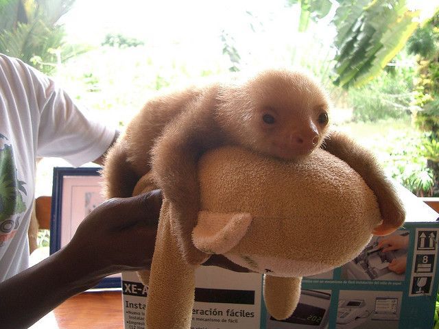 I die of cute overload whenever I see a baby sloth.