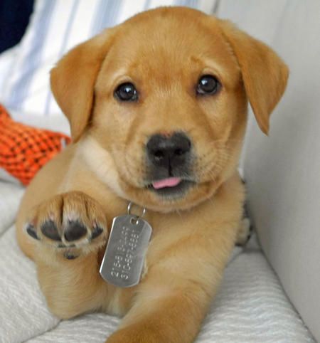 Jake the Labrador Retriever puppy – too cute!