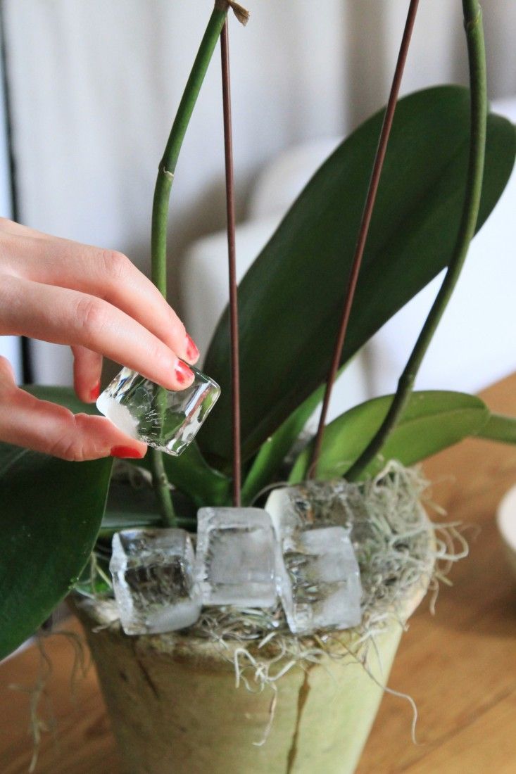 Orchid care and love.  Pinning this because this is where orchids experience the