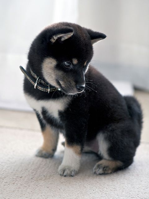 Shiba Inu puppy.