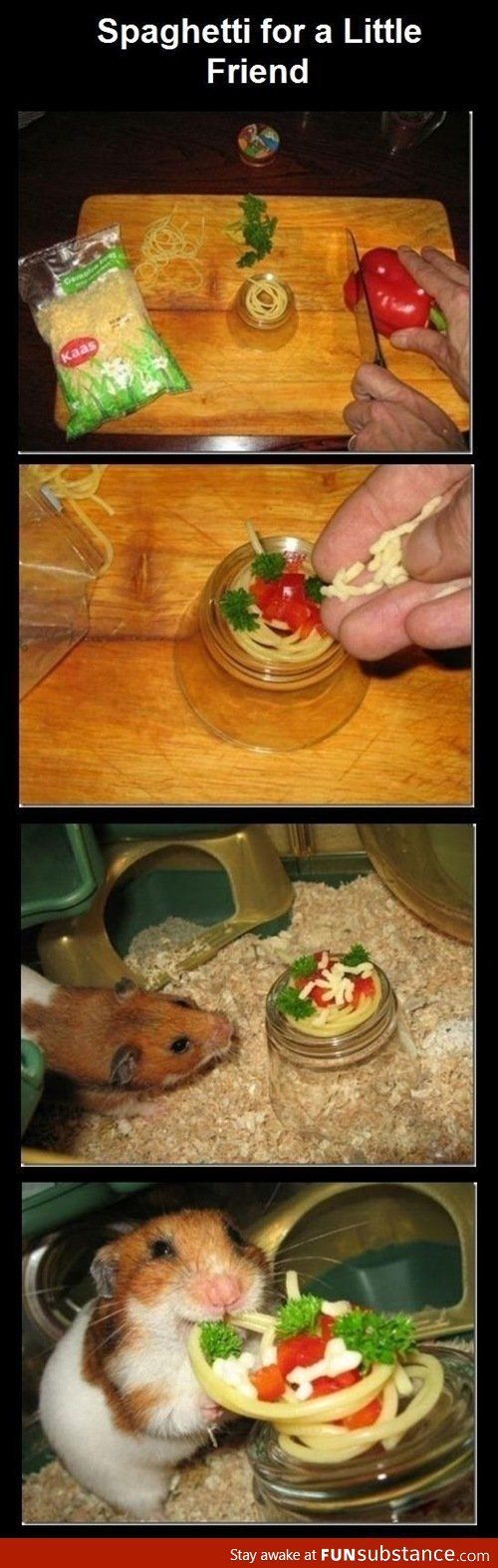 Sphagetti for a Little Friend. Laugh out loud. Adorable, furry animal. Squee. Ha