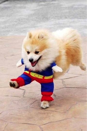 superman dog costume – This is one of the funniest I have seen.