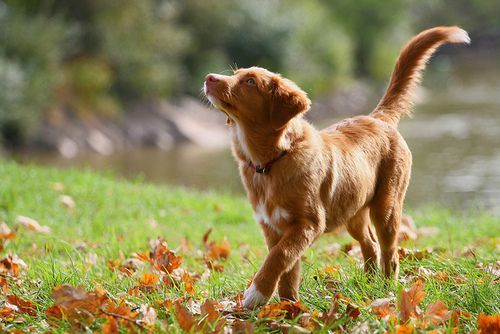 Toller puppy in the leaves! Autumn by Kadjuuha on Flickr. Nova Scotia Duck Tolli