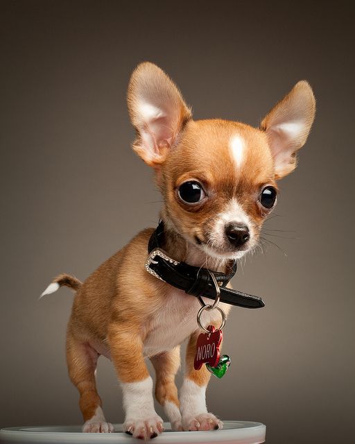 We love Chihuahuas –thought of my Baby girl who had to have one. Now, guess who