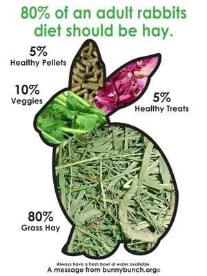 80% of an adult rabbits diet should be hay. Dont give them raw broccoli… Think