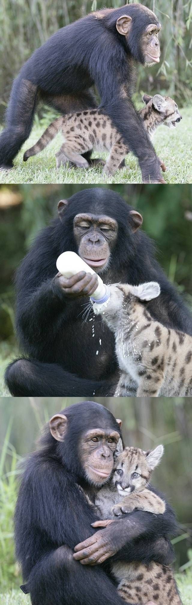 A Chimpanzee Adopts An Orphaned Puma Cub