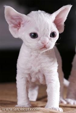 Am I the only one who thinks this cat looks like the ghost of Yoda?