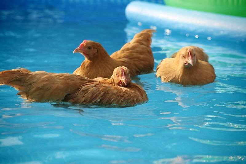 Another picture of the chickens swimming. This blog really illustrates what grea
