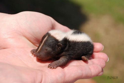 Baby Skunk- omg and I thought bunnies were adorable!!!