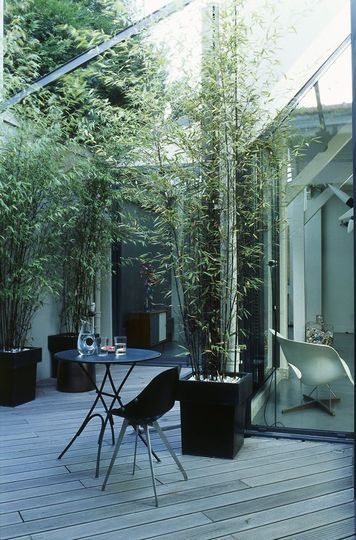 bamboo plants in big, geometric pots outside/inside front windows