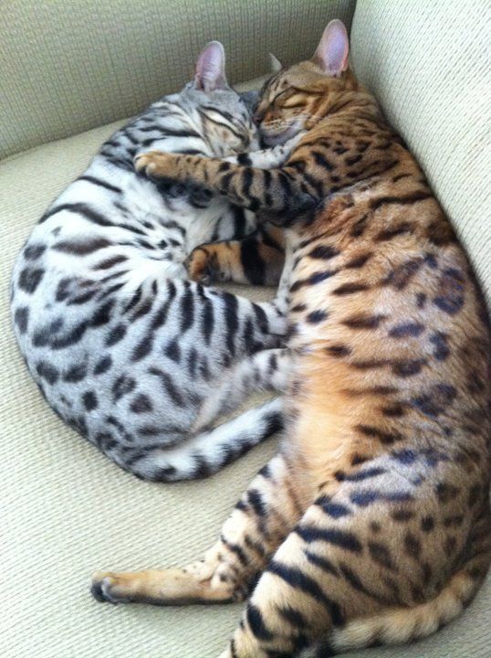 Bengal cats- only cat I would ever think about getting! So pretty