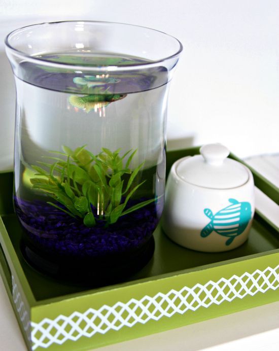 Cute! Ive been wanting to get a Beta fish, lately. The tray and fish food canist