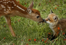 #cutebomb !!!! #bambi + #fox