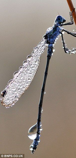 dragonfly with waterdrop  dragonflies must get covered in dew quite often.  i’ve