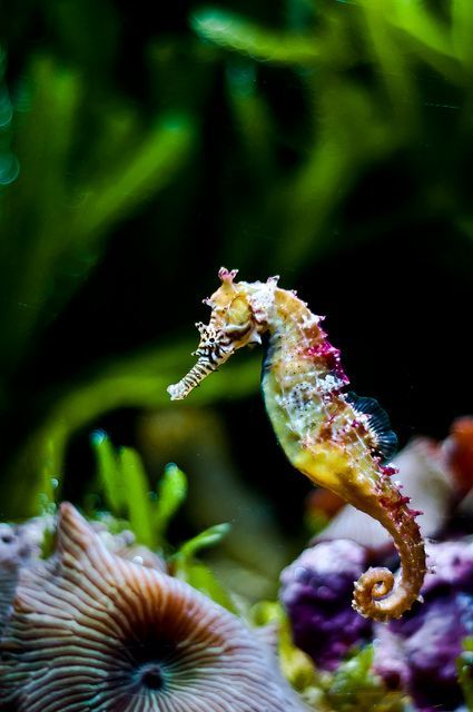 Endangered Rainbow Seahorse…