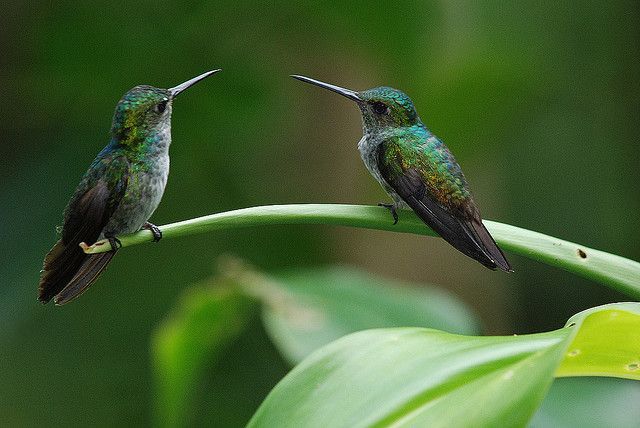 Hummingbirds, I consider them good luck.