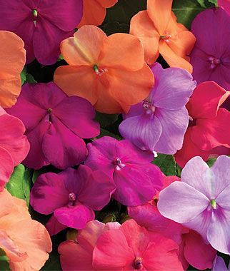 Impatiens. I love this flower, but it is so needy, afternoon shade and moist con