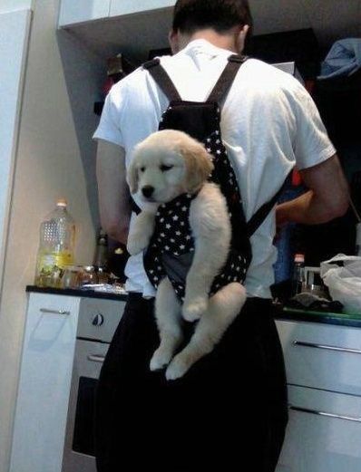 Keeps puppy out of trouble when youre busy…hahaha….need to get myself one of
