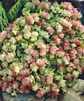 Kent oregano is a perennial herb that is drought tolerant and a favorite of humm