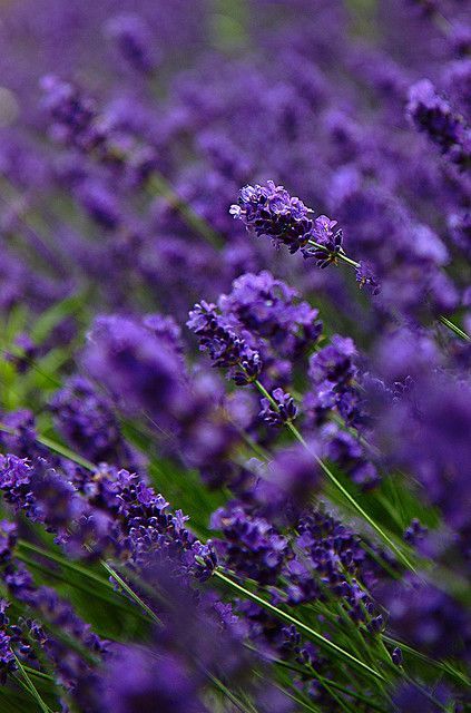 Lavender extract –   Lavender, like Chamomile, is more than a source of soothing